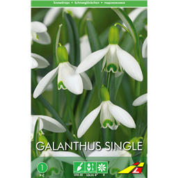 Подснежник Элвиса(упаковка мини)