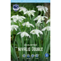 Подснежник Флоре Плено