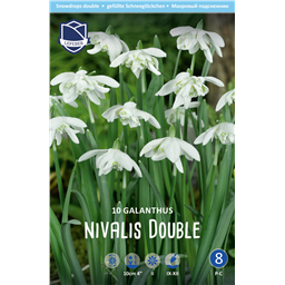 Подснежник Флоре Плено