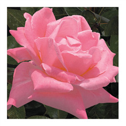 Престиж де Лион