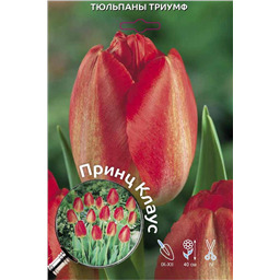 Тюльпан Триумф Принц Клаус