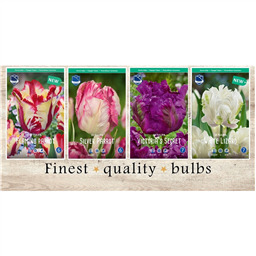 PRT-125 Тюльпаны Попугайные(4x75шт.)11/12