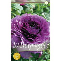 Ранункулюс Парпл