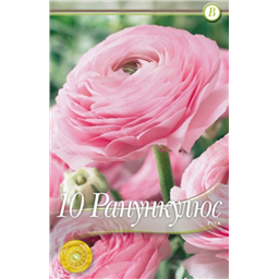 Ранункулюс Пинк