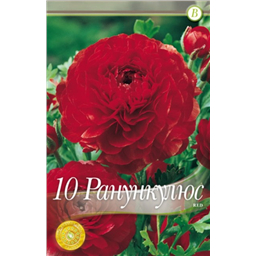 Ранункулюс Ред