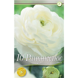 Ранункулюс Уайт