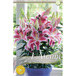 Рапид Романс