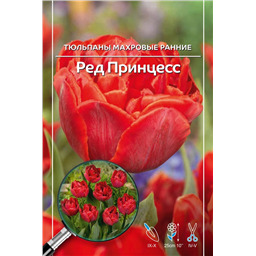 Тюльпан Махровый Ранний Ред Принцесс