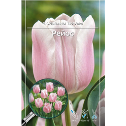 Тюльпан Триумф Рейос
