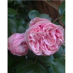 Роза Альков / Rosa Alcove