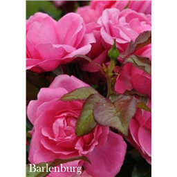 Роза Барлебург / Rosa Barlenburg