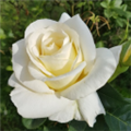 Роза Бьянка / Rosa Bianca