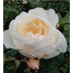 Роза Бланк / Rosa Blanc