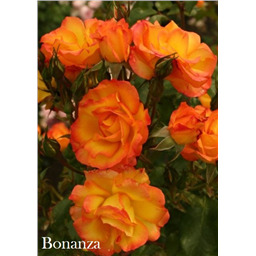 Роза Бонанза / Rosa Bonanza