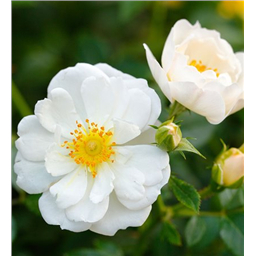 Роза Калико / Rosa Calico