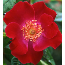 Роза Кармин / Rosa Carmine