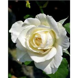 Роза Цитадель / Rosa Citadel