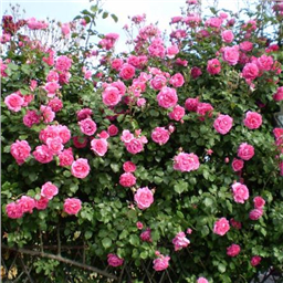 Роза Декор / Rosa Décor