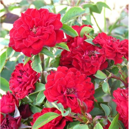 Роза Данко Писта / Rosa Danco Pista