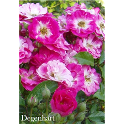 Роза Дегенхарт / Rosa Degenhart