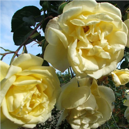 Роза Дюна / Rosa Dune