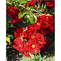 Роза Фейрол / Rosa Farol