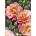 Роза Фрайзингер Моргенрёте / Rosa Freisinger Morgenröte