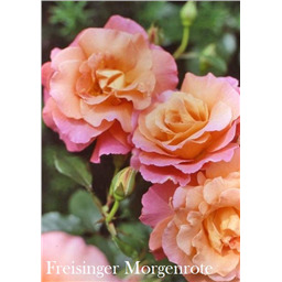 Роза Фрайзингер Моргенрёте / Rosa Freisinger Morgenröte