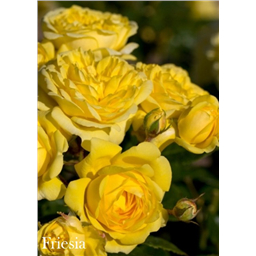 Роза Фрезия / Rosa Friesia