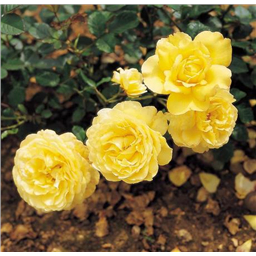 Роза Голден Мейландина / Rosa Gold Meillandina