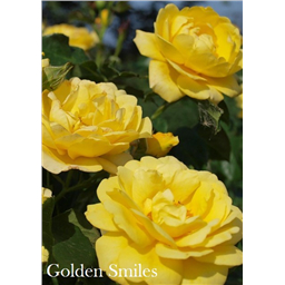 Роза Голден Смайлс / Rosa Golden Smiles