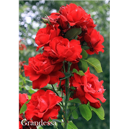Роза Грандесса / Rosa Grandessa