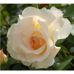 Роза Лунаси / Rosa Lunacy