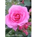 Роза Маджента Диадем / Rosa Magenta Diadem