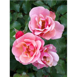 Роза Мьюзик / Rosa Music