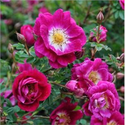 Роза Неон / Rosa Neon