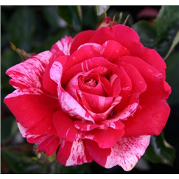 Роза Папагено / Rosa Papageno