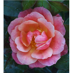 Роза Пасс / Rosa Passe