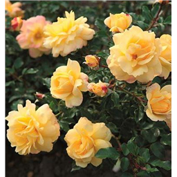 Роза Фотон / Rosa Photon