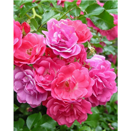 Роза Квест / Rosa Quest