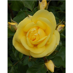 Роза Равенна / Rosa Ravenna