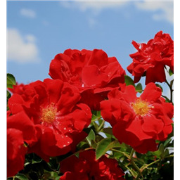 Роза Ред Флейм / Rosa Red Flame