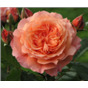 Роза Салмон / Rosa Salmon