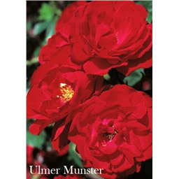 Роза Улмер Мунстер / Rosa Ulmer Munster