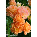 Роза Вестерланд / Rosa Westerland