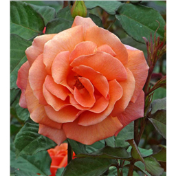 Роза Элисон / Rose Alison