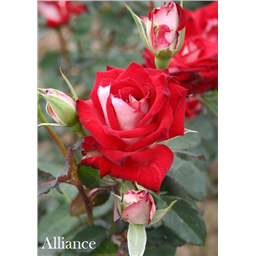 Роза Альянс / Rose Alliance