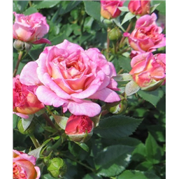 Роза Байдди / Rose Biddy