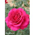 Роза Биг Пёпл / Rose Big Purple