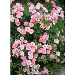 Роза Байрди / Rose Birdie